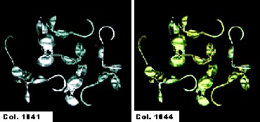 Gütermann 603384 Kalotjes in koker, 20 stuks - Kleur 1041
